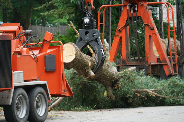 Best Dead Tree Removal  in USA